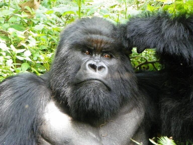 Top Rated Places to Visit While in Rwanda