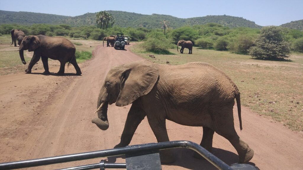 Tanzania's Northern Safari Circuit Parks & Reserves