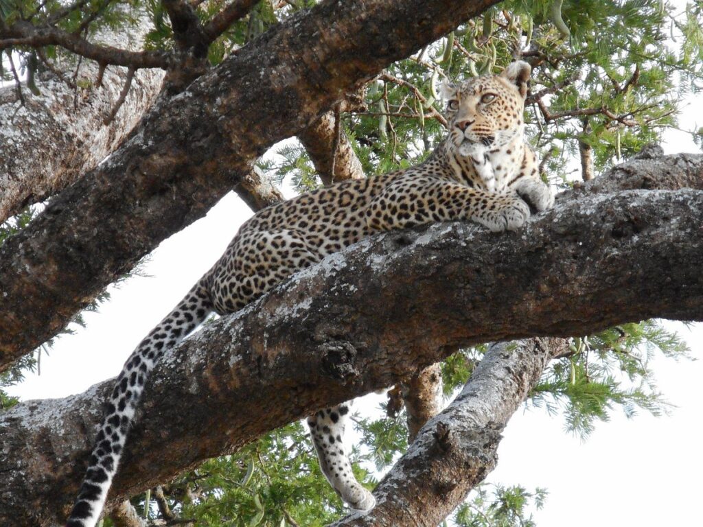 What is the northern circuit of tourism in Tanzania?