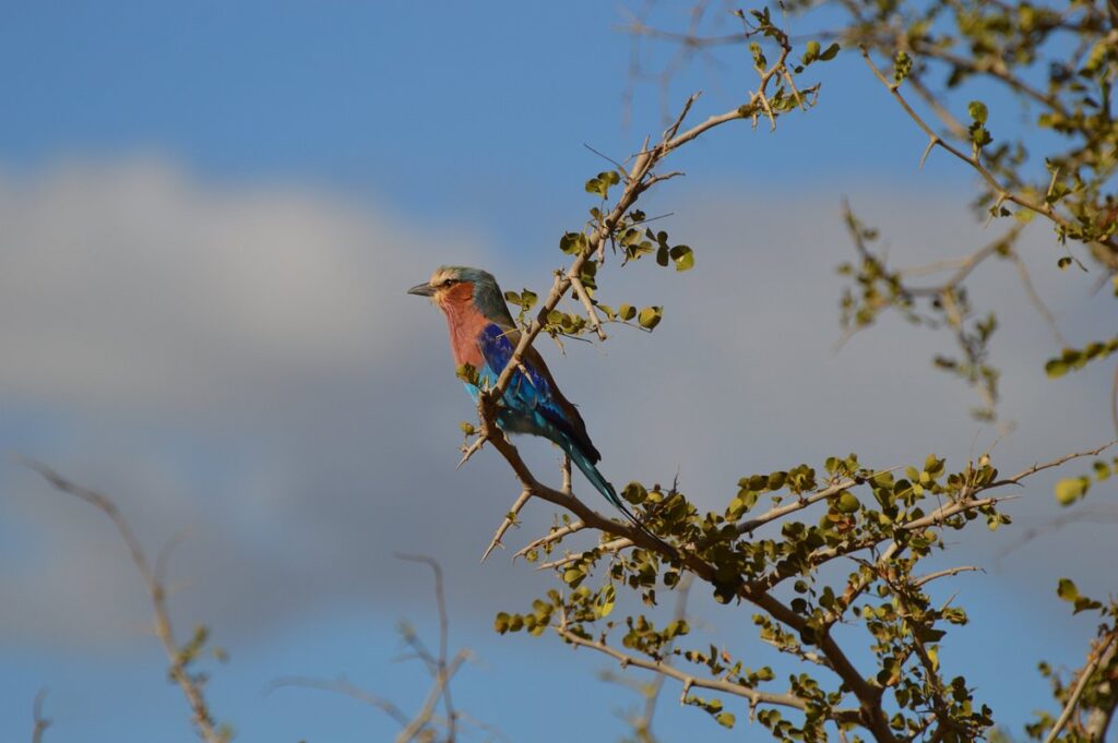 Tanzania's Northern Safari Circuit Parks & Reserves