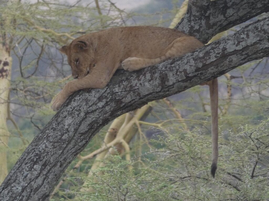 Tanzania's Southern Safari Circuit Parks & Reserves