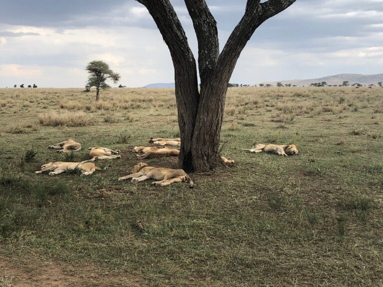 Tanzania’s Western Safari Circuit Parks & Reserves