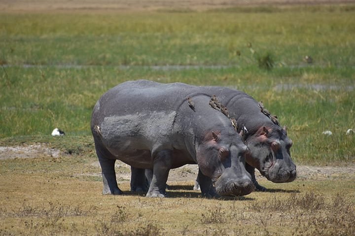 Tanzania's Southern Safari Circuit Parks & Reserves