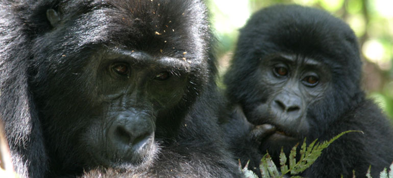 Most Beautiful National Parks and Reserves in Uganda