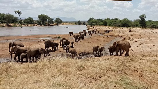 What You Need to Know Before Going on a Safari in Kenya