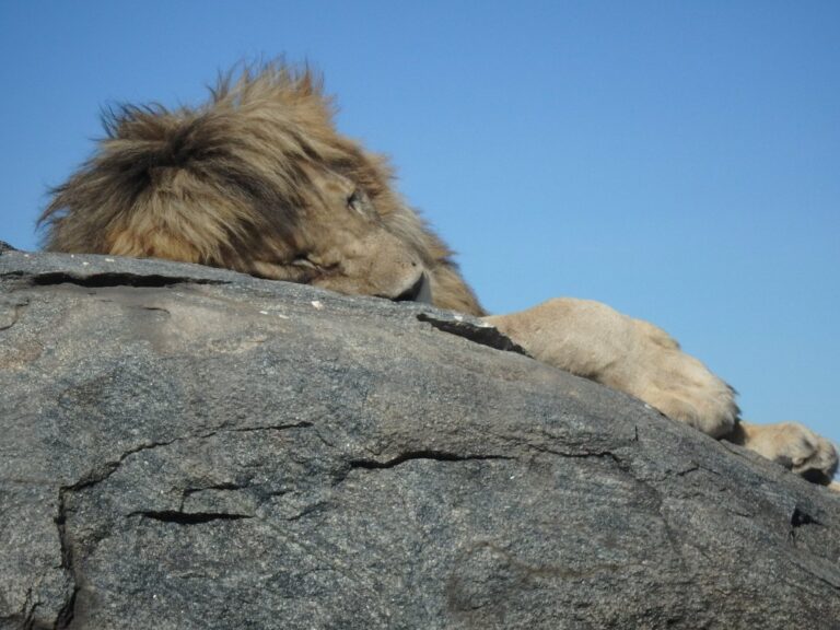 7 Questions to Ask Before Book a Safari in Tanzania