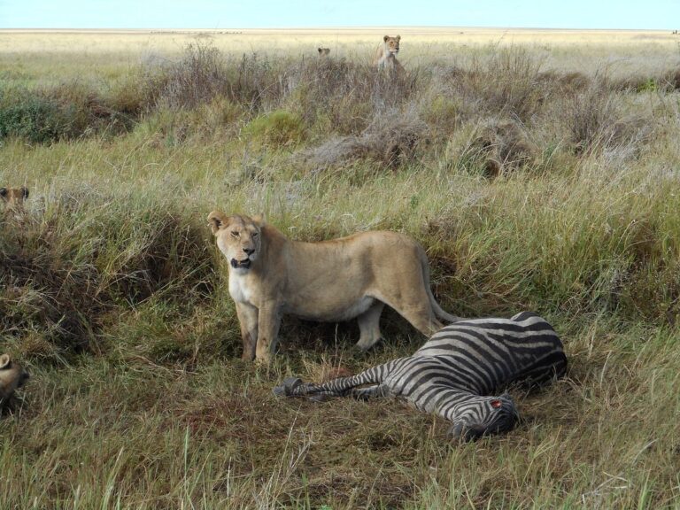 Tanzania National Parks: 6 most incredible parks in Tanzania