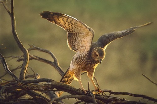 Travel to Botswana. Botswana Travel Guide and Recommendations