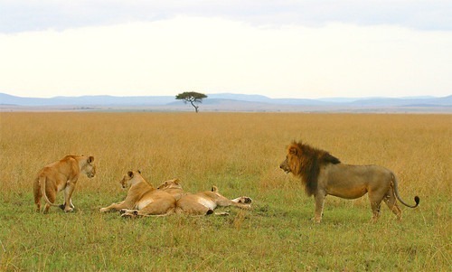 Masai Mara National Reserve: Out of Africa