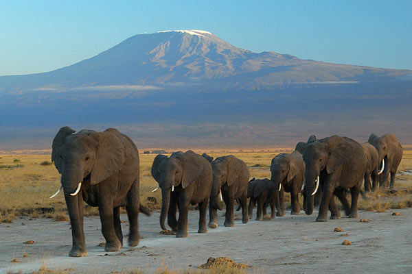 What do tourists come to see in Kenya?