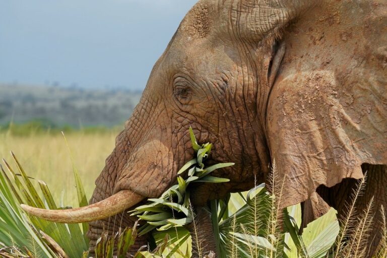 Travel to Uganda. Uganda Travel Guide and Recommendations