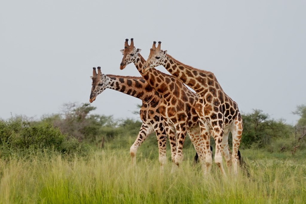 In the full amazing Africa, we find this continent rich in flora and fauna,