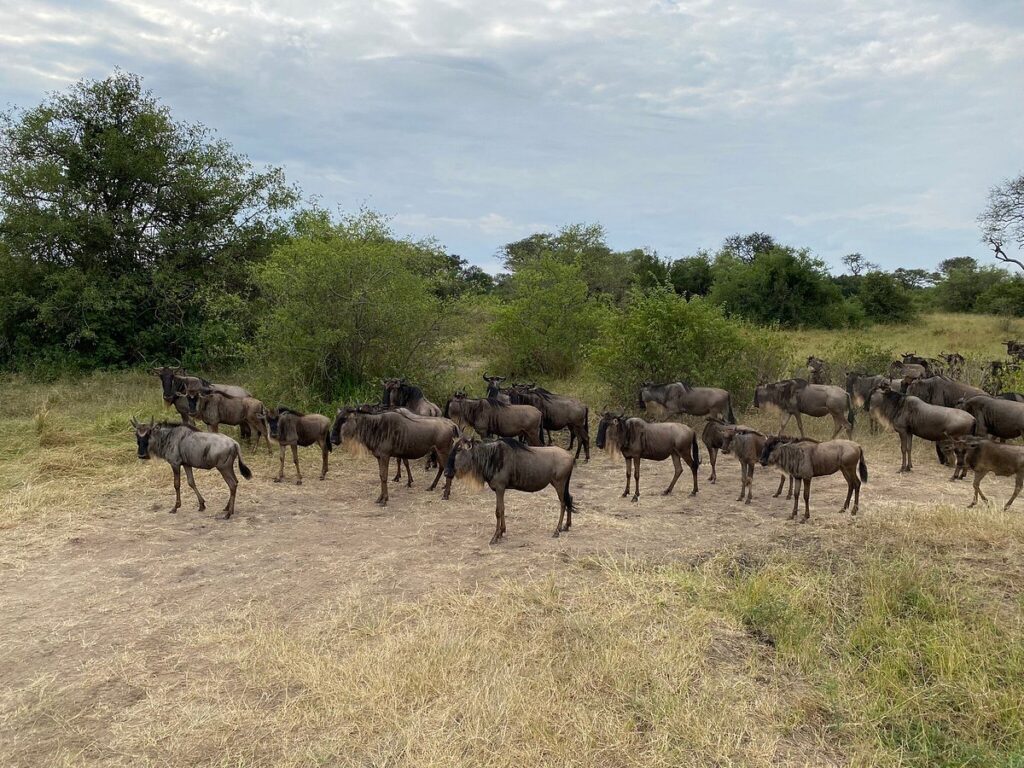 What is the migration of the Serengeti to Masai Mara?