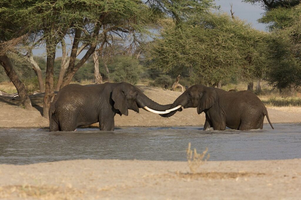 Travel to Kenya. Kenya Travel Guide and Recommendations