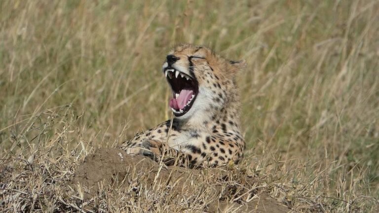 Top Ten National Parks in Africa