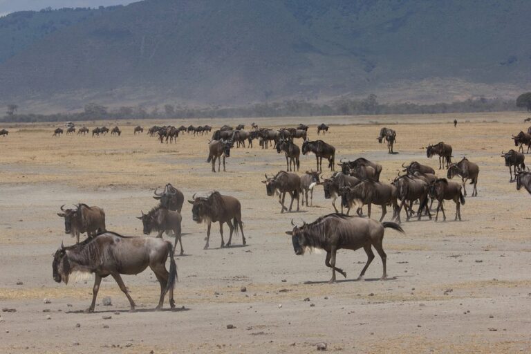 What is general information about the Serengeti?