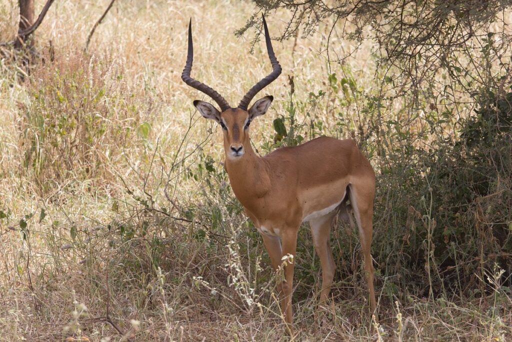 Travel to Kenya. Kenya Travel Guide and Recommendations