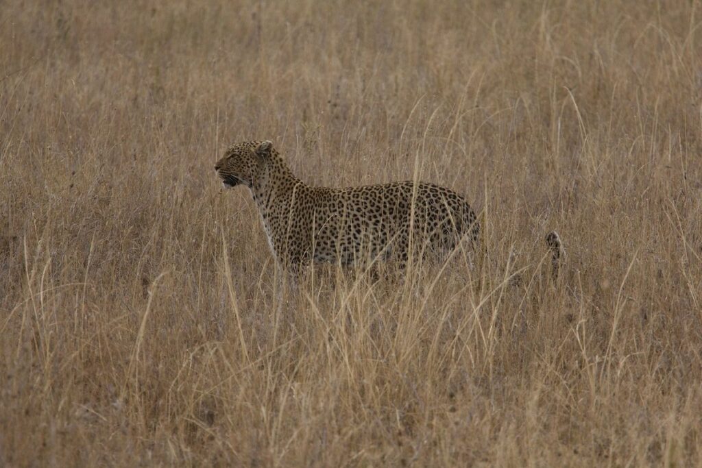 Southern Africa or Eastern Africa? What is better for Safari?