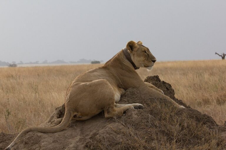 Southern Africa or Eastern Africa? What is better for Safari?