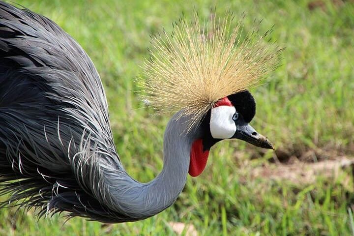 What do I need to know before traveling to Tanzania For a Safari?