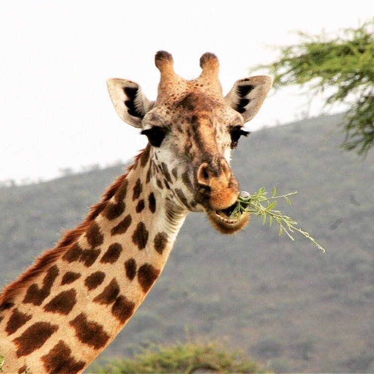 What do I need to know before traveling to Tanzania For a Safari?