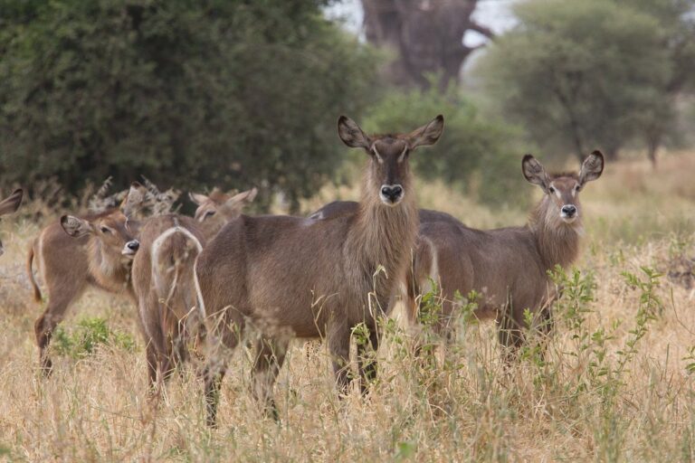 Pure Nature in Tanzania While on your Holiday