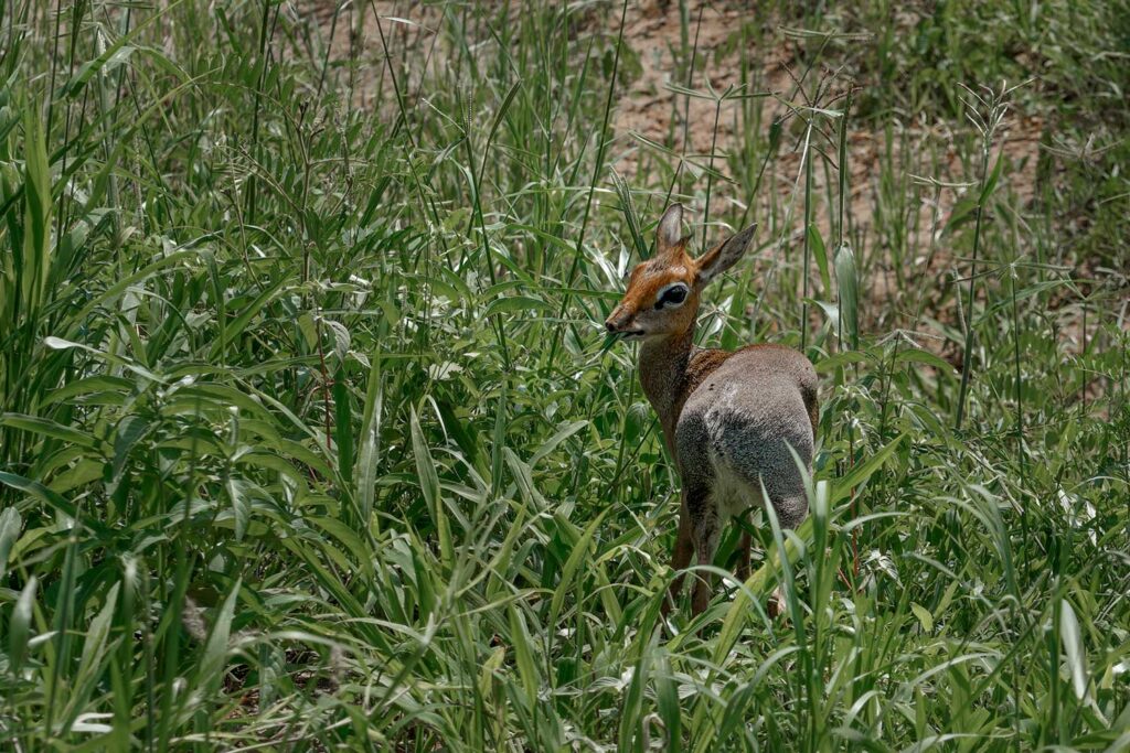 Discover the Secrets of Arusha National Park
