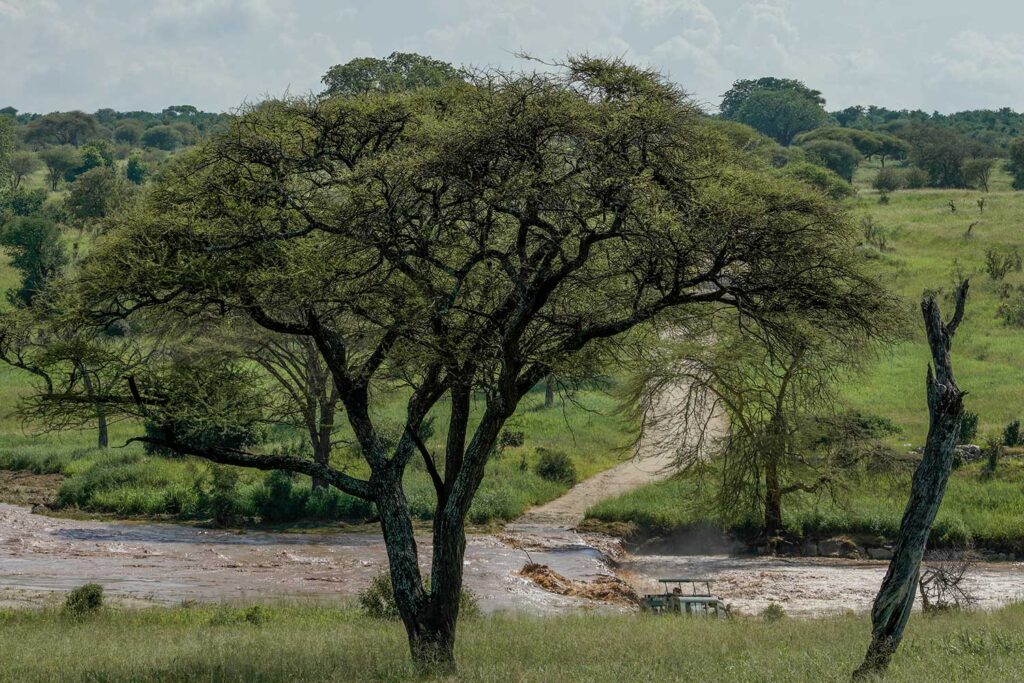 Exploring the Rich Flora and Fauna of Tarangire National Park