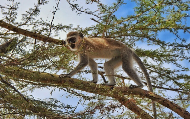 Five of the Most Underrated National Parks in Tanzania