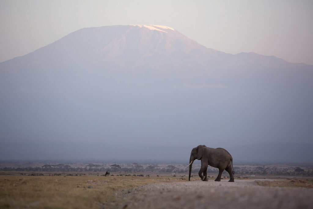What to Expect in Amboseli National Park