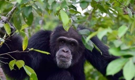 Mahale National Park: Chimpanzee Paradise