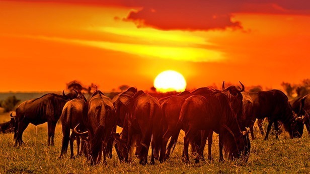 What is unique with Maasai Mara National Reserve?