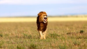 What is unique with Masai Mara National Reserve?