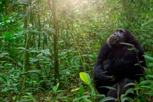 Best Tourist Attractions and Places To Visit in Tanzania