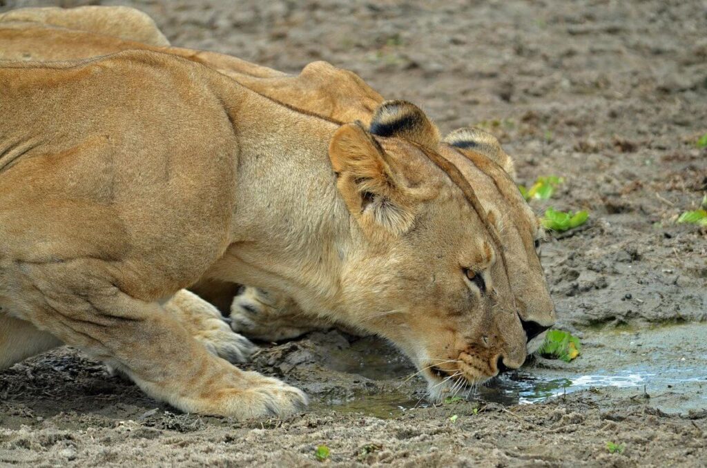 What is Special About Tarangire National Park?