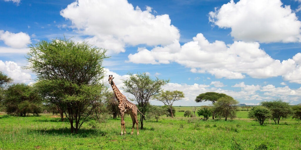 What is Special About Tarangire National Park?