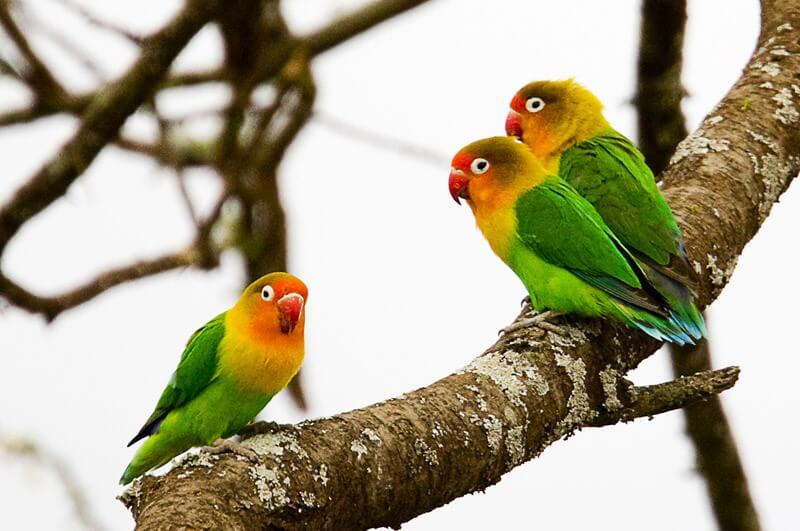 Birding Holiday in the Serengeti