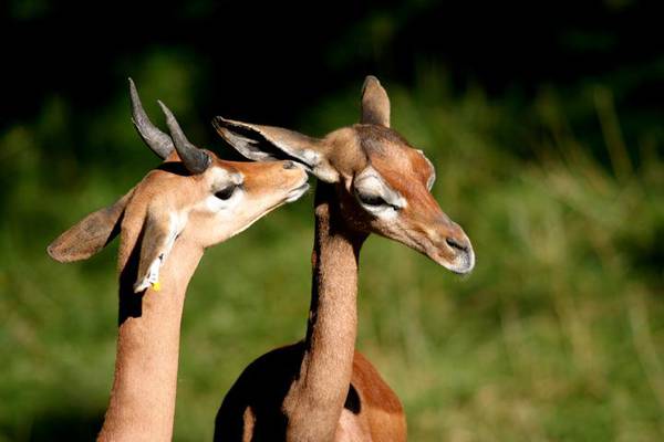 Unusual Animals in Tanzania
