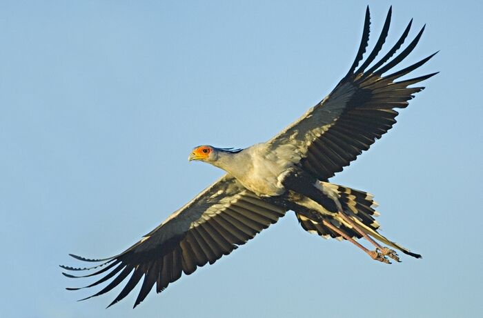 Birding Holiday in the Serengeti