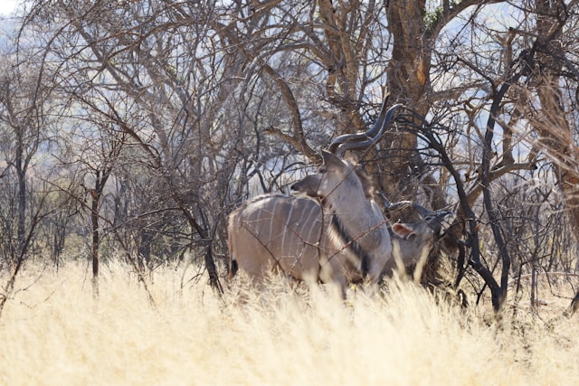 What Prey Animals Will I See on Safari in Tanzania?