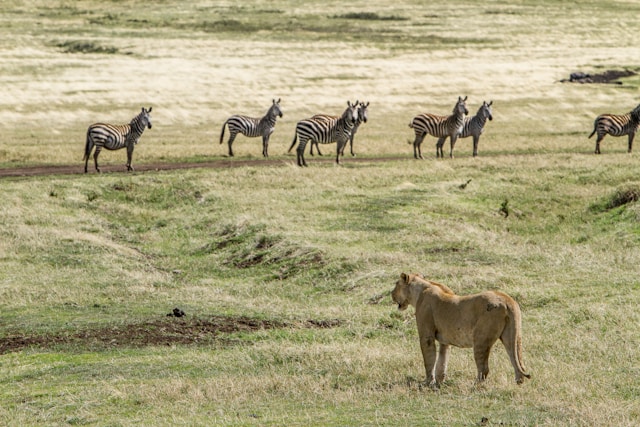 The Ngorongoro Crater in Northern Tanzania