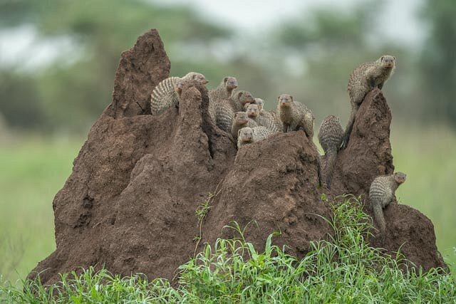 When to Visit Tanzania for Wildlife Safari and Where to Go?