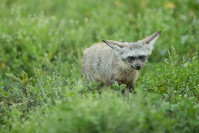 When to Visit Tanzania for Wildlife Safari and Where to Go?