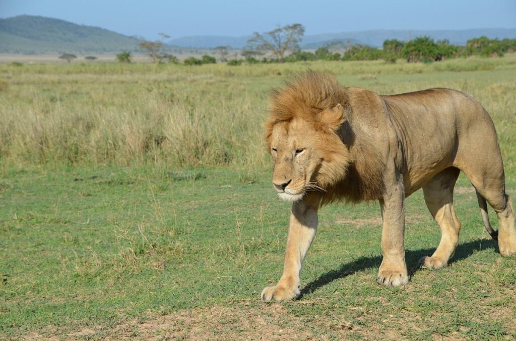 When to Visit Tanzania for Wildlife Safari and Where to Go?