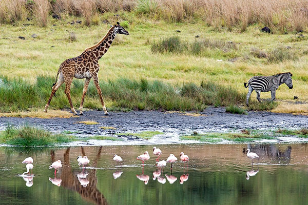 Birding Holiday in the Serengeti