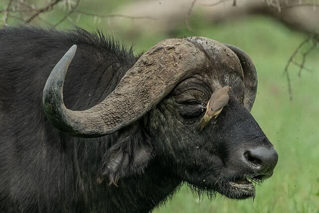 Discover the Secrets of Arusha National Park