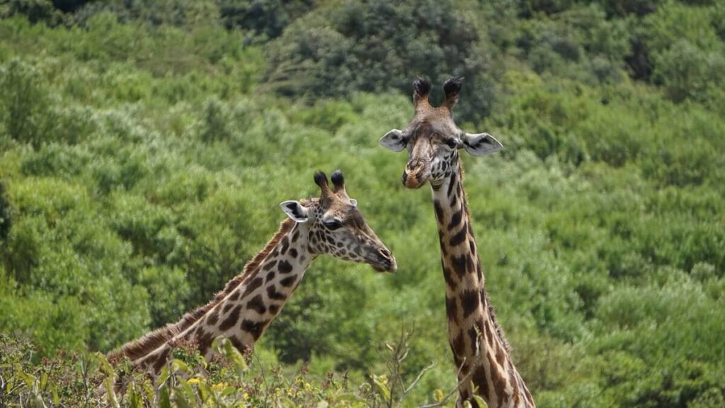 Discover the Secrets of Arusha National Park