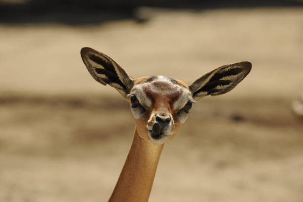 Unusual Animals in Tanzania