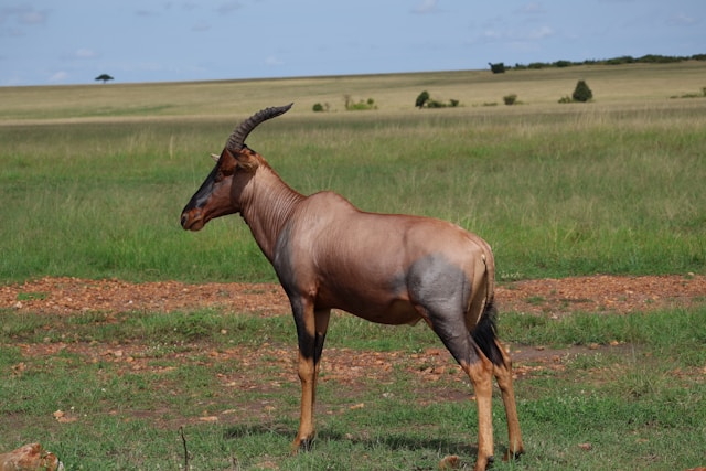 What Prey Animals Will I See on Safari in Tanzania?