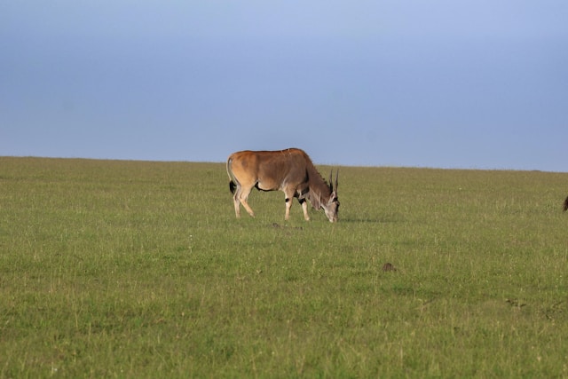 Eland